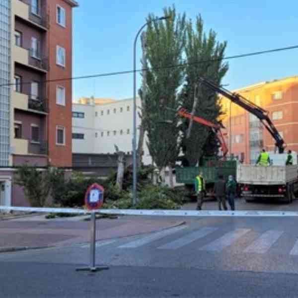 En marcha el Plan de Podas 2021-2022 del Ayuntamiento de Cuenca que se desarrollará hasta el mes de marzo