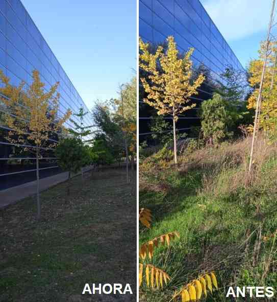 El Plan de Empleo del Ayuntamiento de Toledo impulsa las labores de desbroce, limpieza y cuidado del entorno urbano