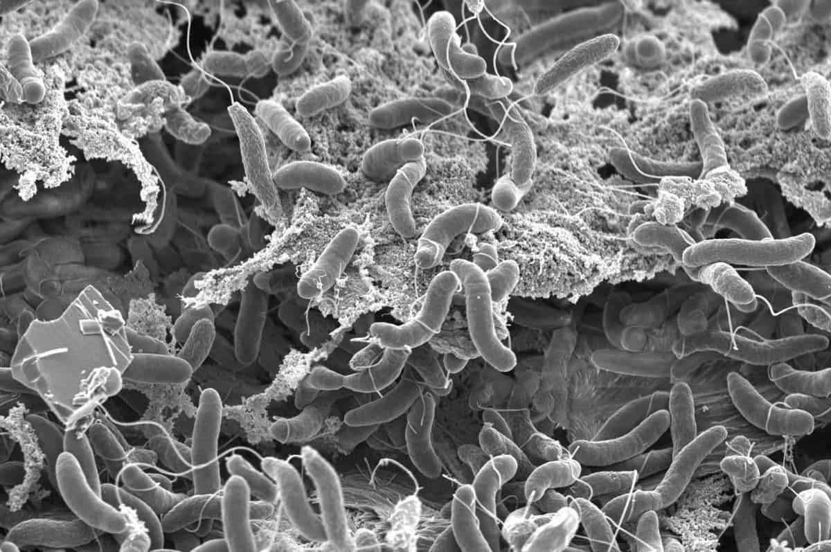 C-LM clausura una finca en Toledo tras declararse el primer caso de cólera autóctona en España desde 1979