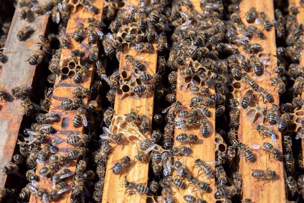 La piscina de Azucaica (Toledo) reabrirá cuando se retiren varias colmenas de abejas y no suponga peligro para usuarios