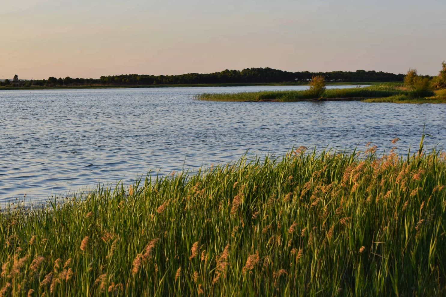 Lagunas Vivas da el pistoletazo de salida al verano con la convocatoria de un baño popular verde esperanza