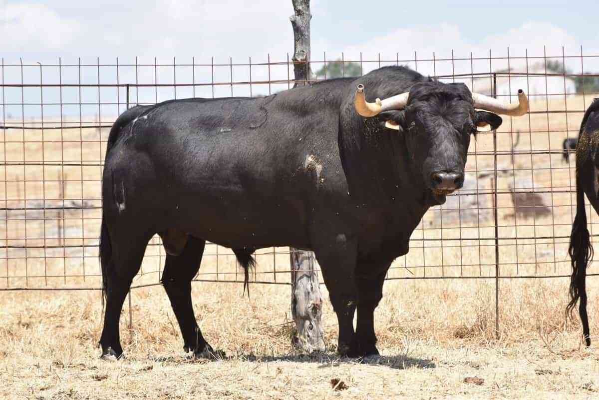 Mazuecos baraja si suspender las fiestas tras resultar herida una mujer en un festejo taurino