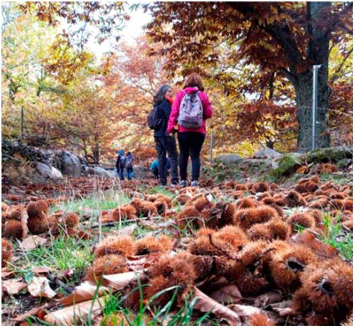 Ruta senderista de noviembre – Castañar y cerro de San Vicente (San Vicente del Real (Toledo))