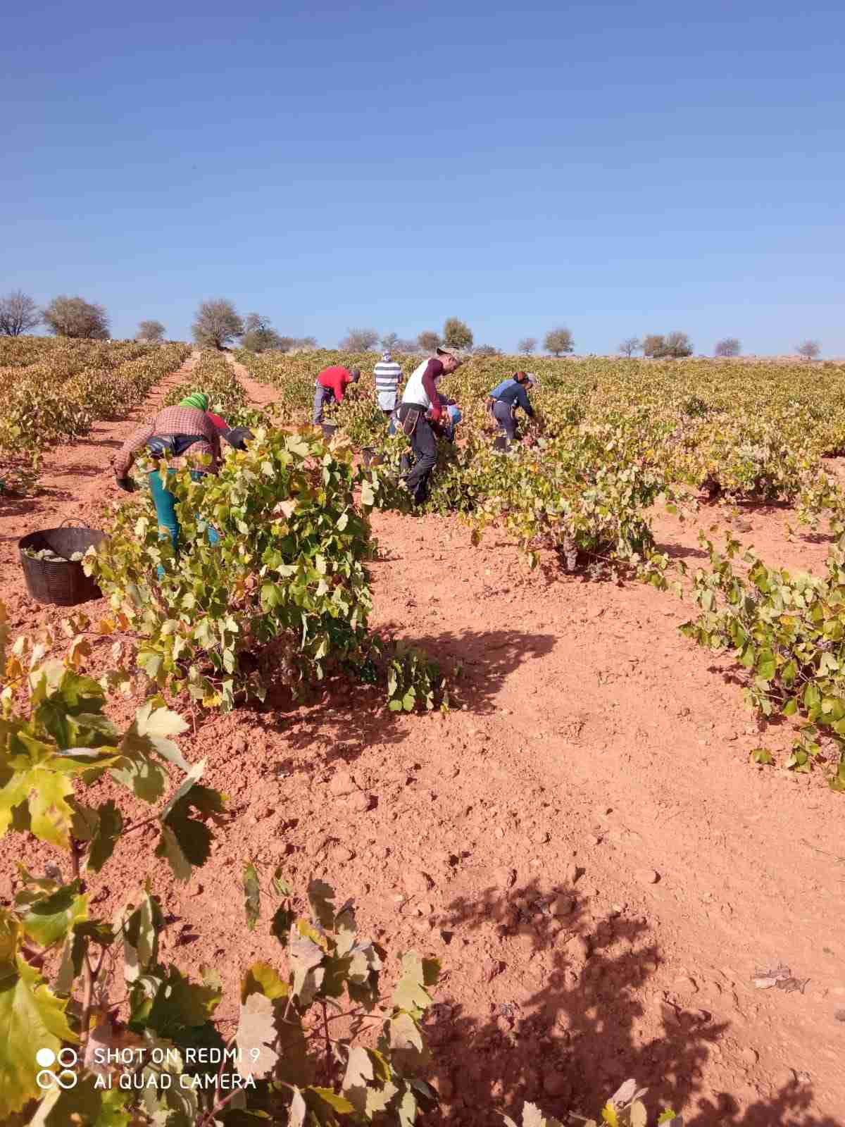 Arranca la vendimia 2022 en DO La Mancha con una visible reducción de cosecha pero gran calidad del fruto