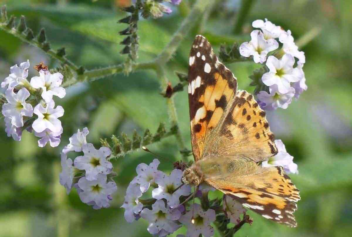 Calendario de Ecologistas en Acción Toledo para fomentar la preservación de la biodiversidad