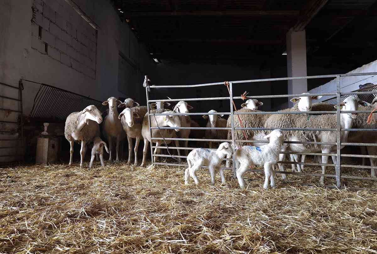 C-LM espera que la Viruela Ovine se Contenga Pronto y Garantiza que ha Prevenido su Propagación Masiva