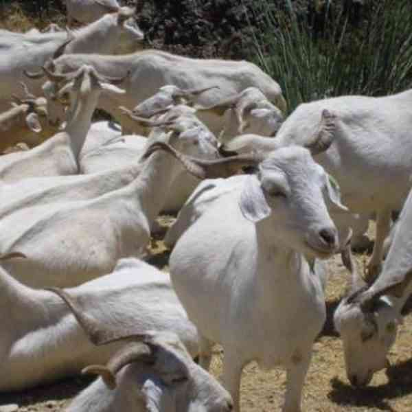El Gobierno regional de C-LM levanta la restricción de movilidad del ganado en la mayoría de la región.