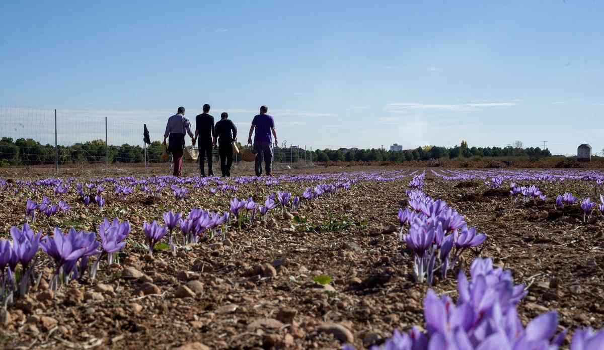 Nace OPAZ, una nueva cooperativa que agrupa a más de 80 productores de azafrán D.O La Mancha