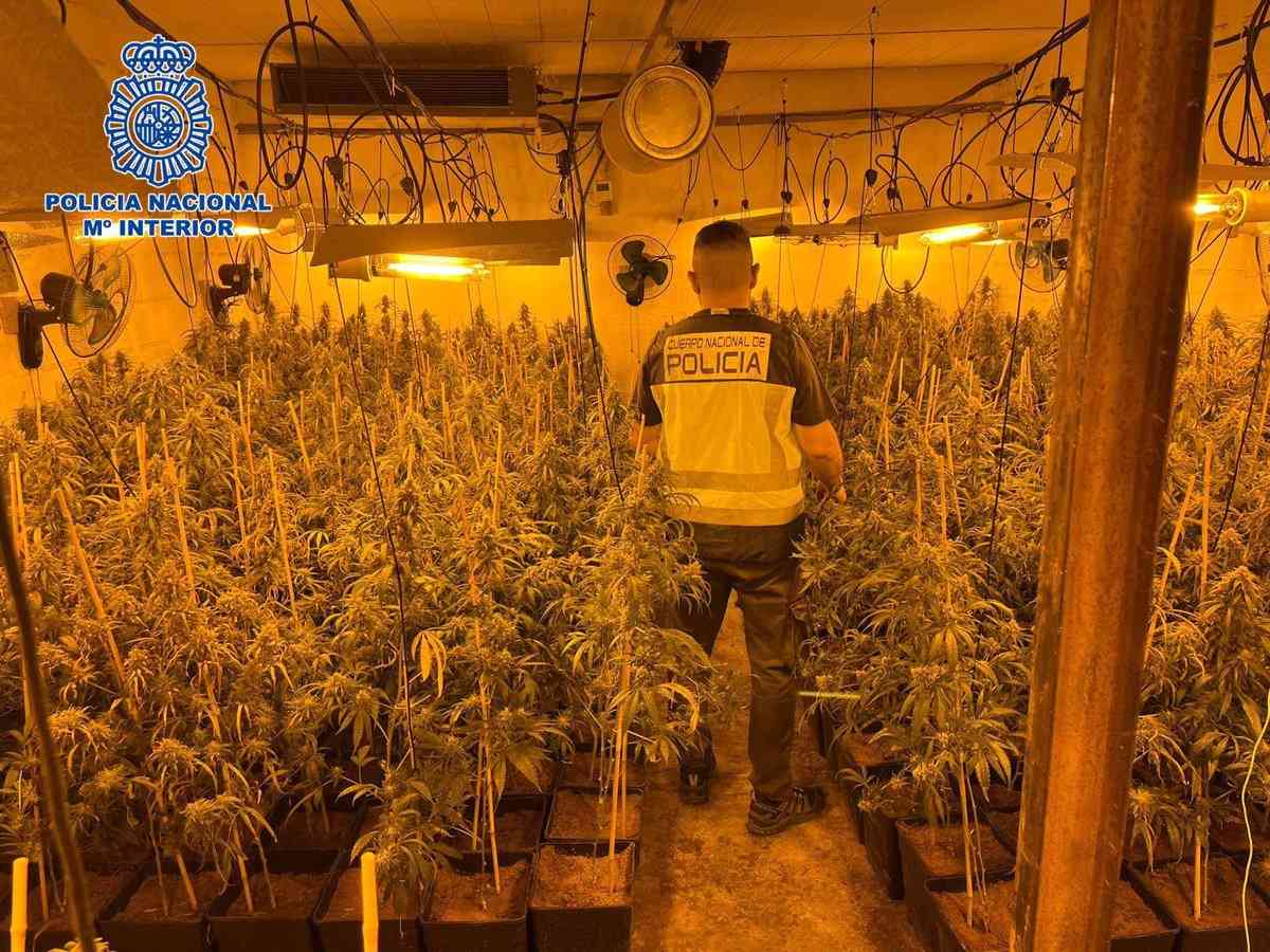 Policía Nacional desmantela un extenso criadero de cannabis en Talavera de la Reina
