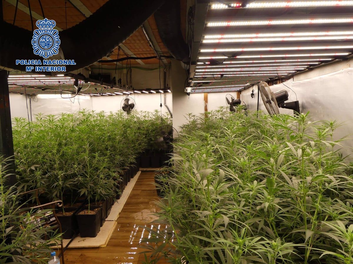 Incautadas 2.093 plantas de marihuana y arrestadas once personas en Talavera por desmantelar una red de tráfico