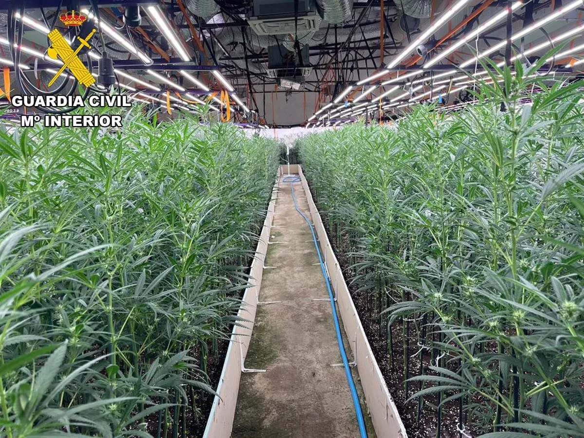 Decomisadas más de 6.000 plantas de marihuana y detenidas dos personas en Recas
