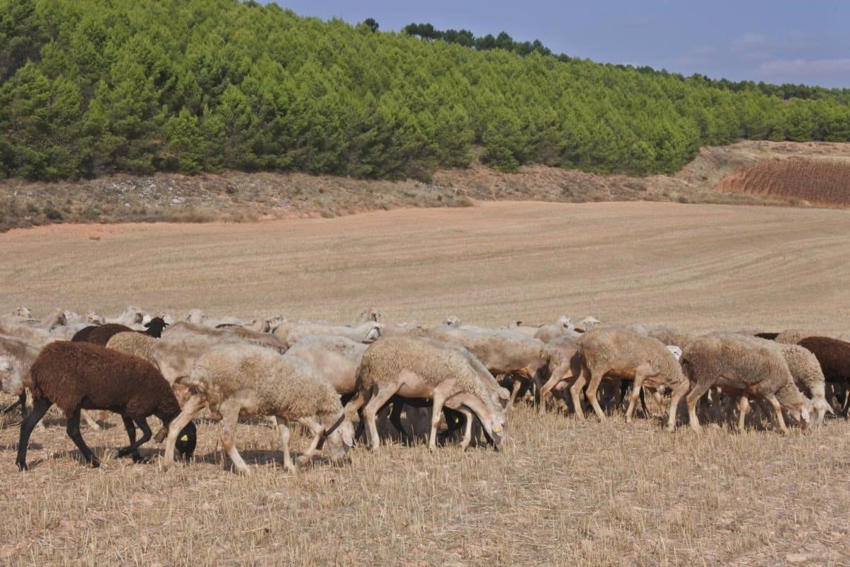 Protocolo de medidas sanitarias en granjas de ovejas y cabras ante brotes de viruela, establecido por Castilla-La Mancha
