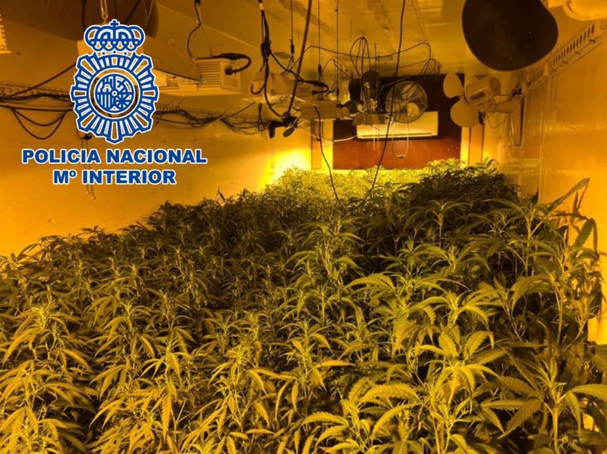 Descubierto y desmantelado en Seseña (Toledo) un gran cultivo de marihuana con más de 2.000 plantas destinadas a la venta en Rumanía