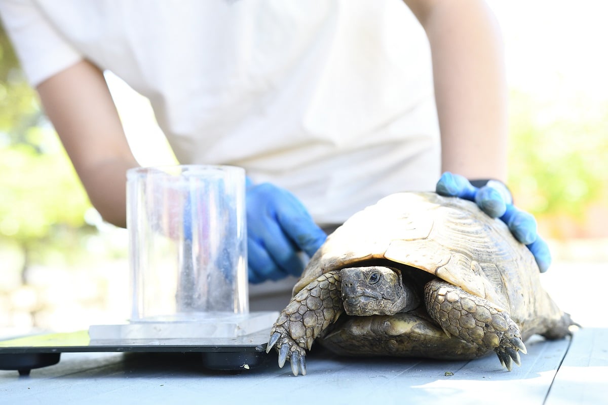 Creación de un centro de emergencias para la recuperación de fauna salvaje en Castilla-La Mancha gracias a la colaboración entre Naturgy y FIEB.