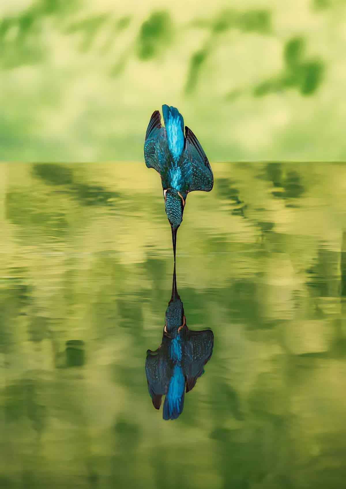 Javier Hernández Sánchez gana el concurso fotográfico ‘Aves de Toledo’ de la Diputación