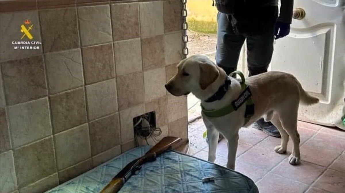 Desmantelada operación antidroga con el descubrimiento de plantación masiva de marihuana: decomisadas más de dos mil plantas en Ontígola y Escalona, con un valor de casi un millón de euros.