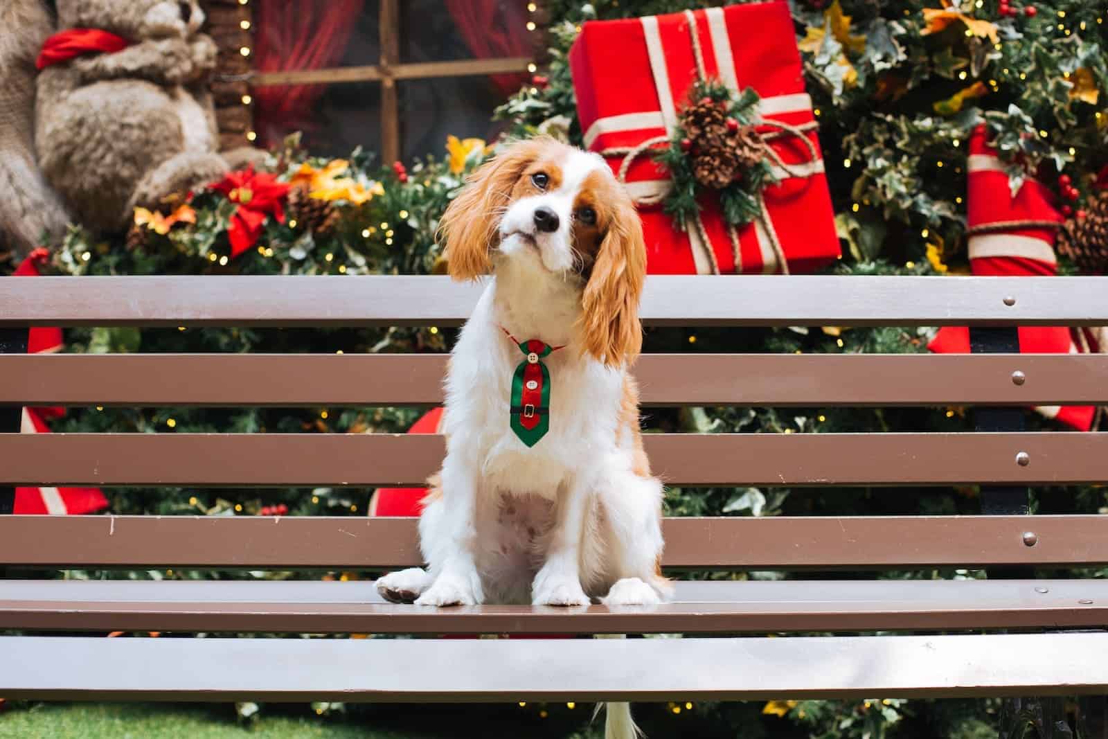 Los veterinarios de Toledo piden que solo se regalen mascotas en Navidad si se tiene la seguridad de que recibirán los cuidados adecuados
