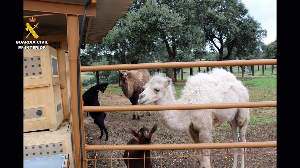 La Guardia Civil rescata 421 especies protegidas en una incautación masiva, con destacados operativos en Toledo.