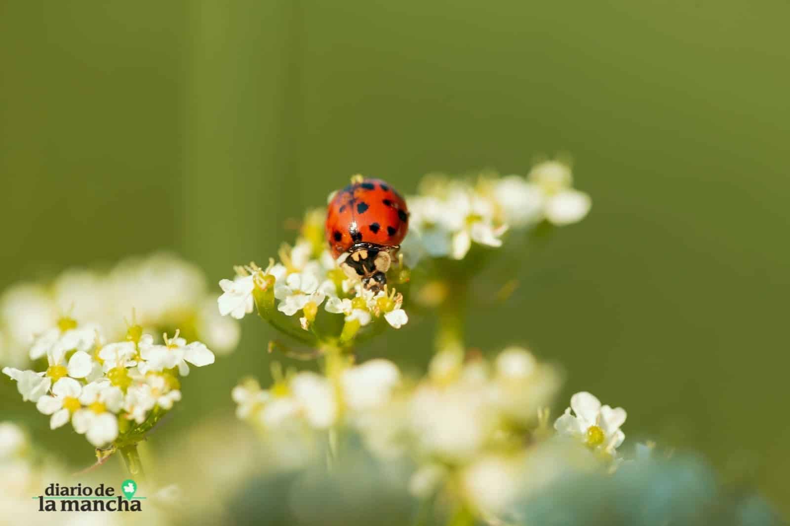 Preparándose para la primavera más difícil en dos décadas en Castilla-La Mancha para los alérgicos al polen