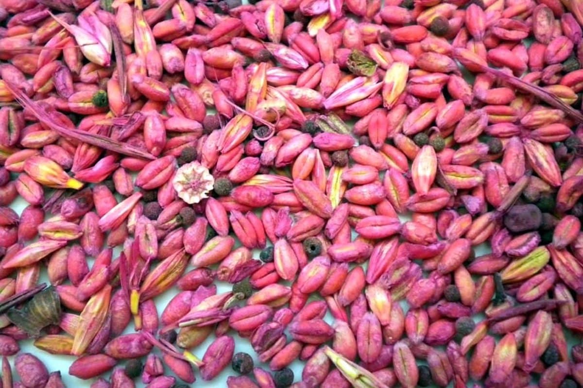 Aprose destaca el crecimiento del uso de semilla certificada en España, superando el 30% en la última década