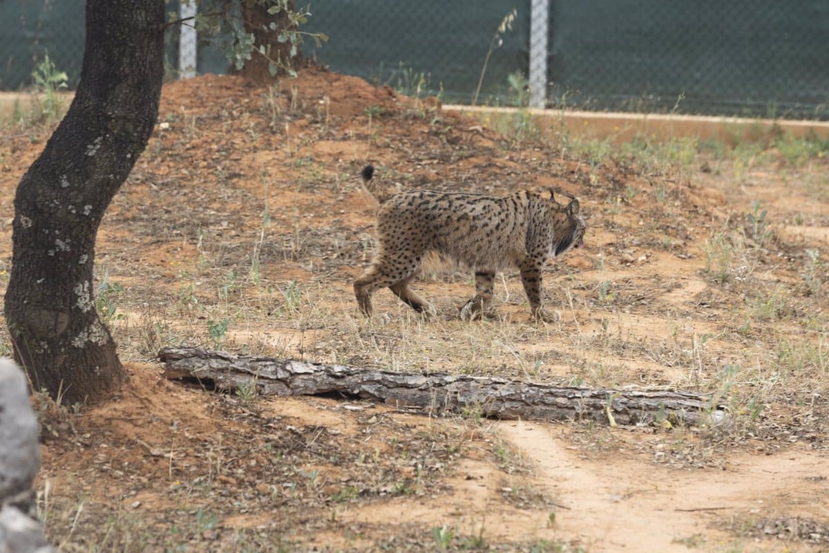 Celebrando el éxito de los programas de recuperación del Lince Ibérico en Castilla-La Mancha
