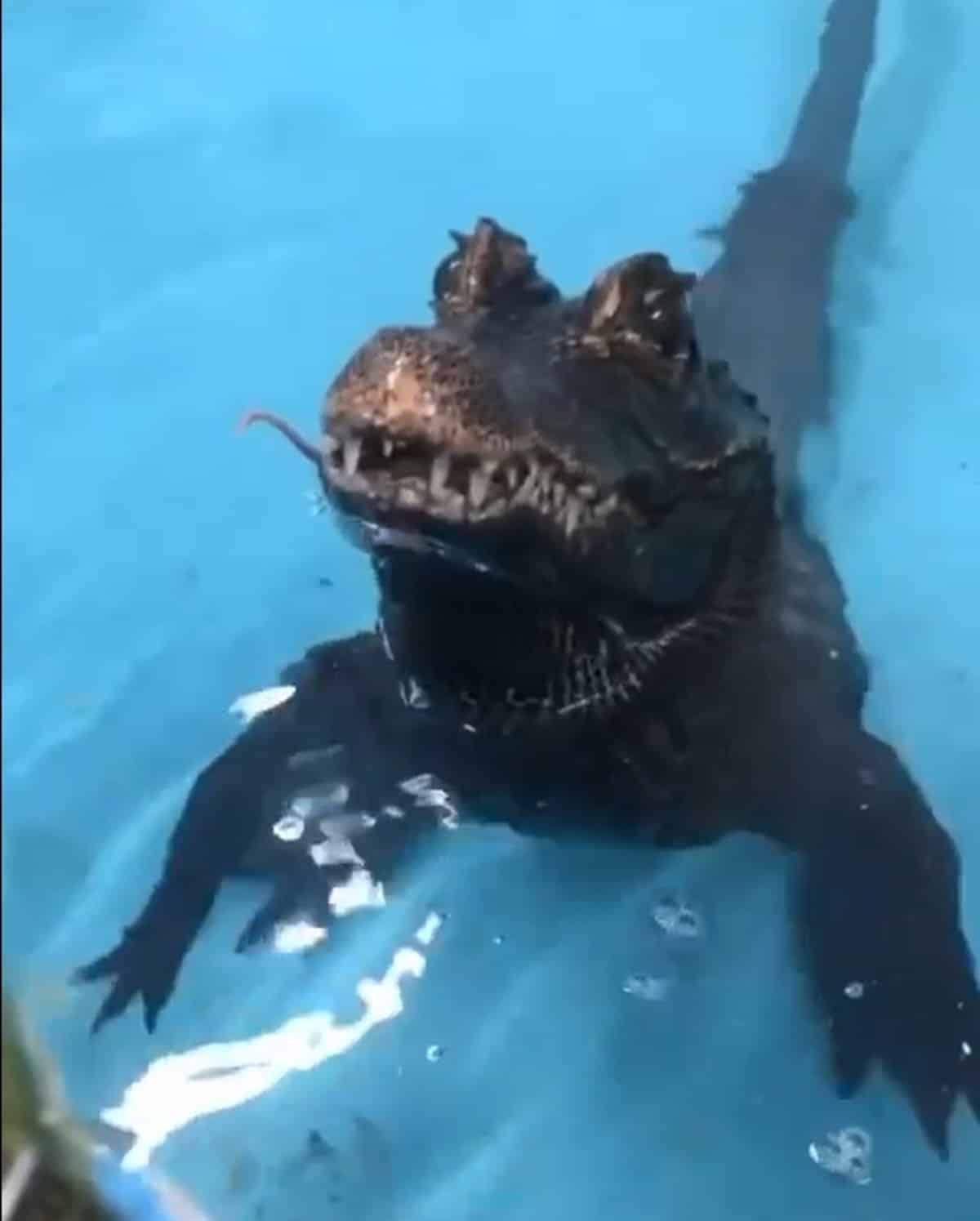 Detención temporal de ‘Charlie’, el cocodrilo mascota, mientras se investigan supuestas irregularidades de su dueño.