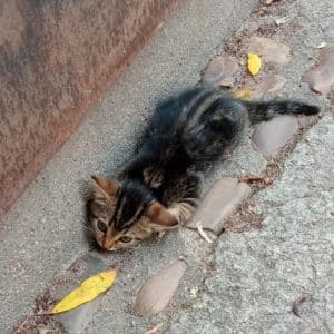 Cuidando y Promoviendo el Bienestar Animal