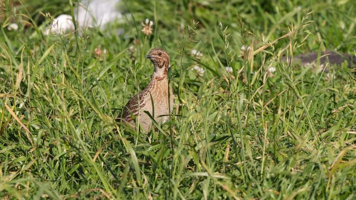 Inicio de la temporada de caza especial para especies migratorias estivales en Castilla-La Mancha.