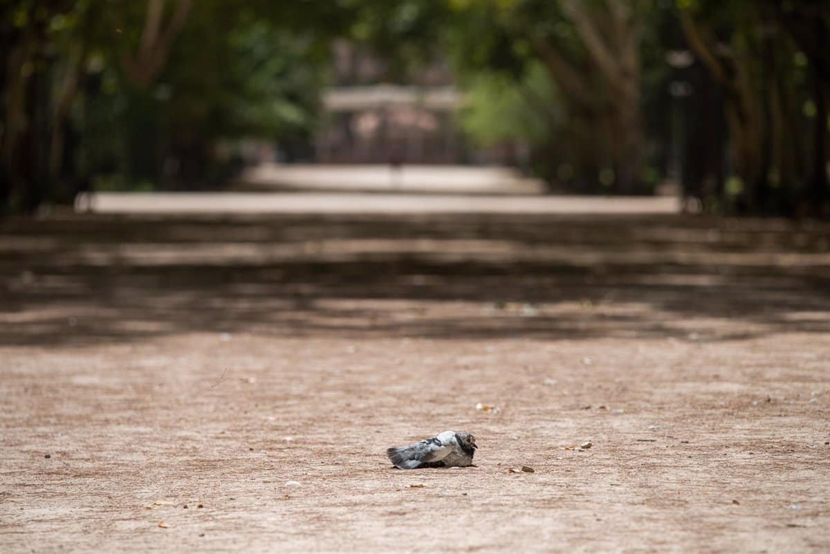 Castilla-La Mancha experimenta altas temperaturas y sequía en julio a pesar de un año hidrológico húmedo.