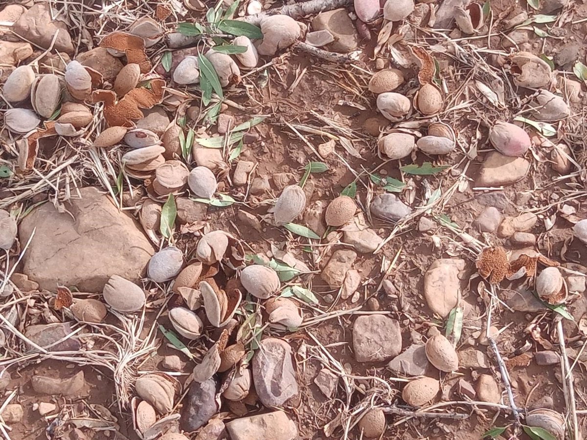 Cabezamesada, Corral de Almaguer, Yébenes y Marjaliza: Las localidades toledanas más impactadas por las recientes intensas lluvias.
