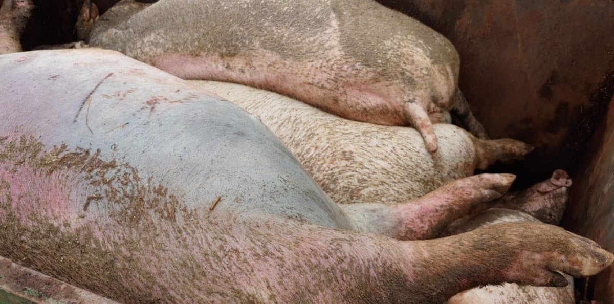 Este jueves se inicia el período para presentar alegaciones al decreto sobre la gestión de estiércoles en granjas porcinas.