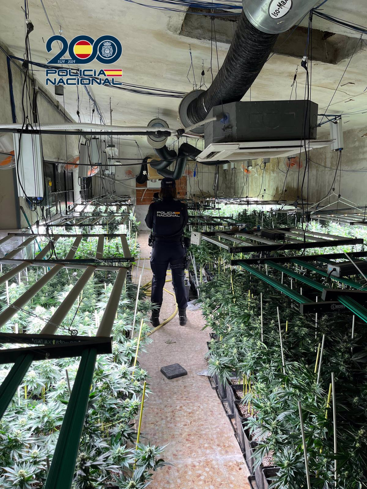 Desarticulado un cultivo de marihuana en una nave industrial de Sonseca, Toledo, por las autoridades locales.