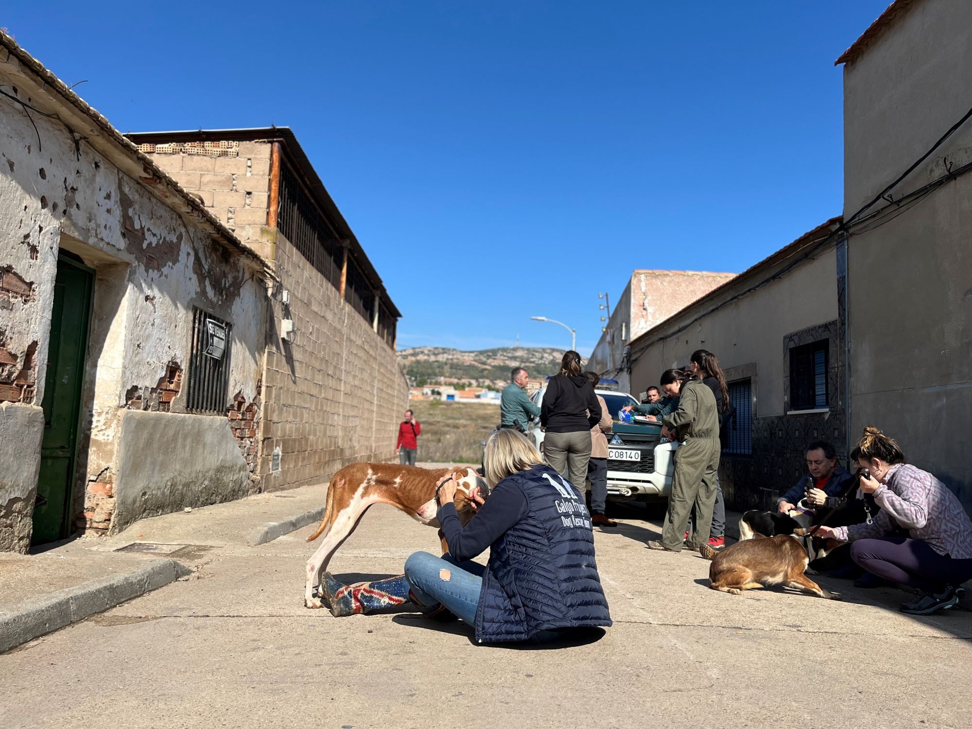 Rescate de 52 perros maltratados en Puertollano expone la dura realidad del abuso animal.