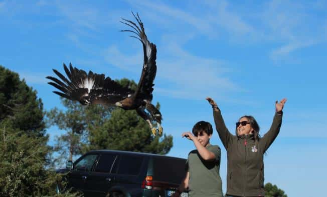 El gobierno regional devuelve a la libertad cinco aves rapaces rehabilitadas en Sevilleja de la Jara, entre ellas, dos criadas en cautividad.
