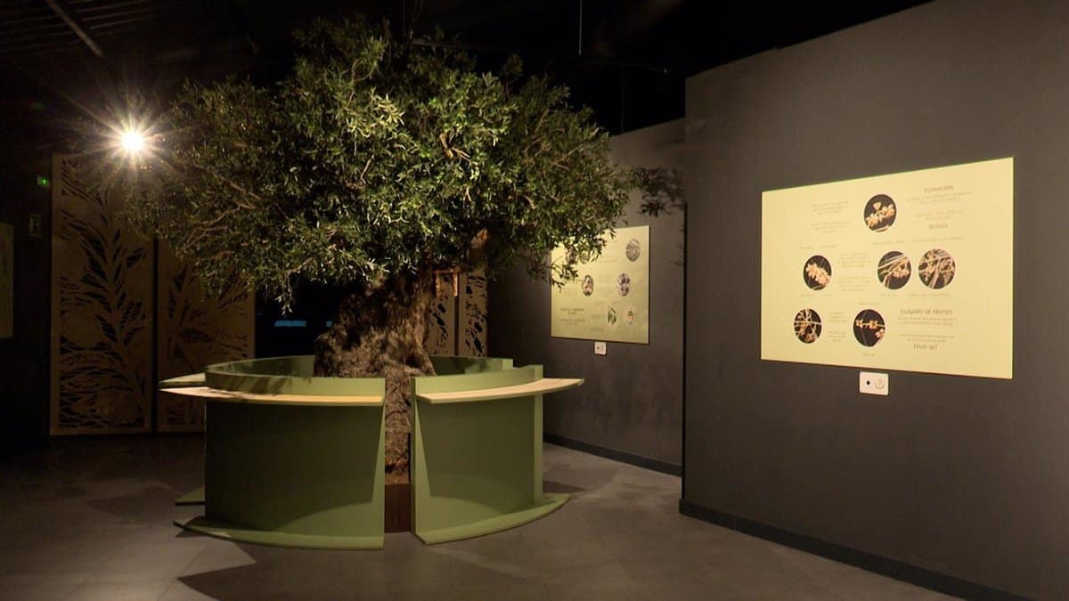 Finca La Pontezuela: Arte y Pasión en la Elaboración del Aceite de Oliva Virgen Extra