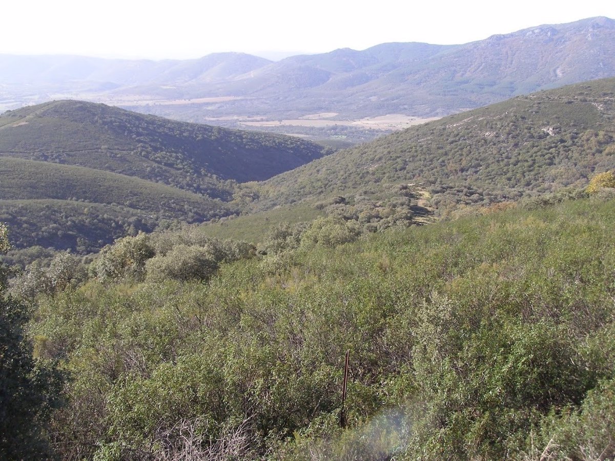 El Juzgado de Toledo Reafirma que No se Puede Restringir la Caza en Cabañeros Sin Cumplir la Ley de Parques Nacionales