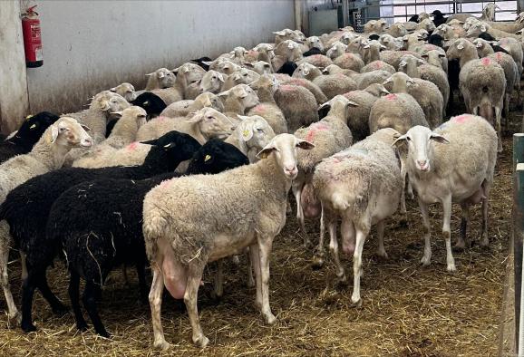 La lana se suma al estiércol para compostaje en Castilla-La Mancha.