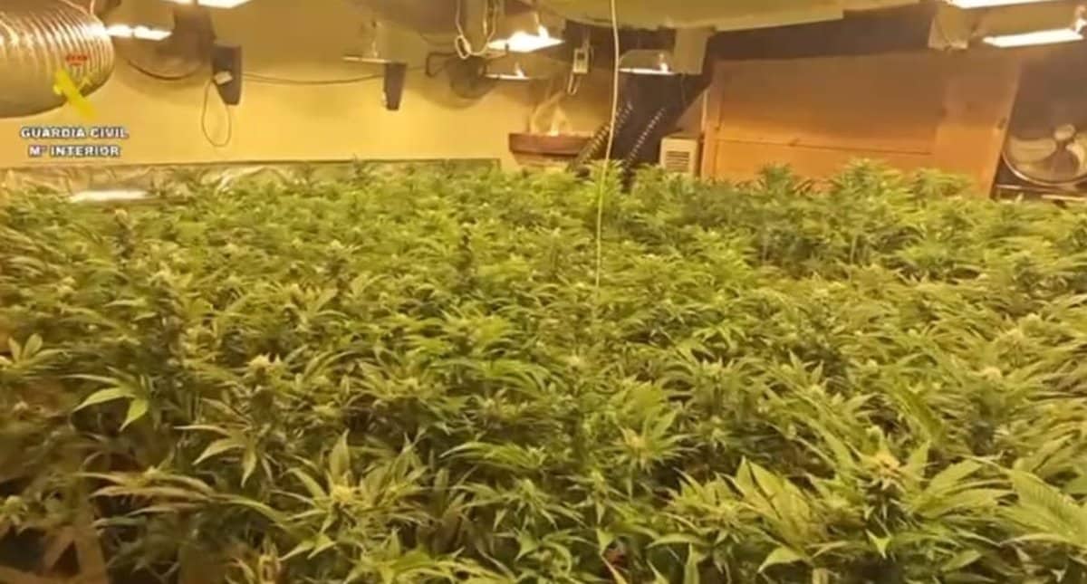 Desarticulan cultivo de marihuana de alta producción en Burguillos de Toledo: dos personas arrestadas en la operación.