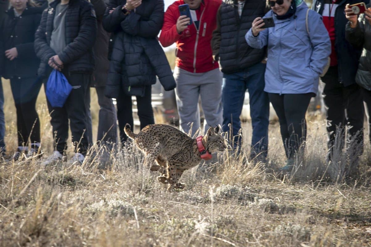 El Gobierno de Castilla-La Mancha lleva a cabo la primera liberación de linces ibéricos en la provincia de Cuenca.