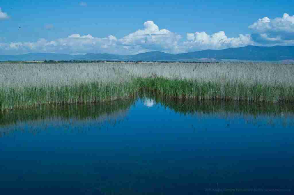 Día Mundial de los Humedales: Celebrando la riqueza de la vida en los humedales de Castilla-La Mancha
