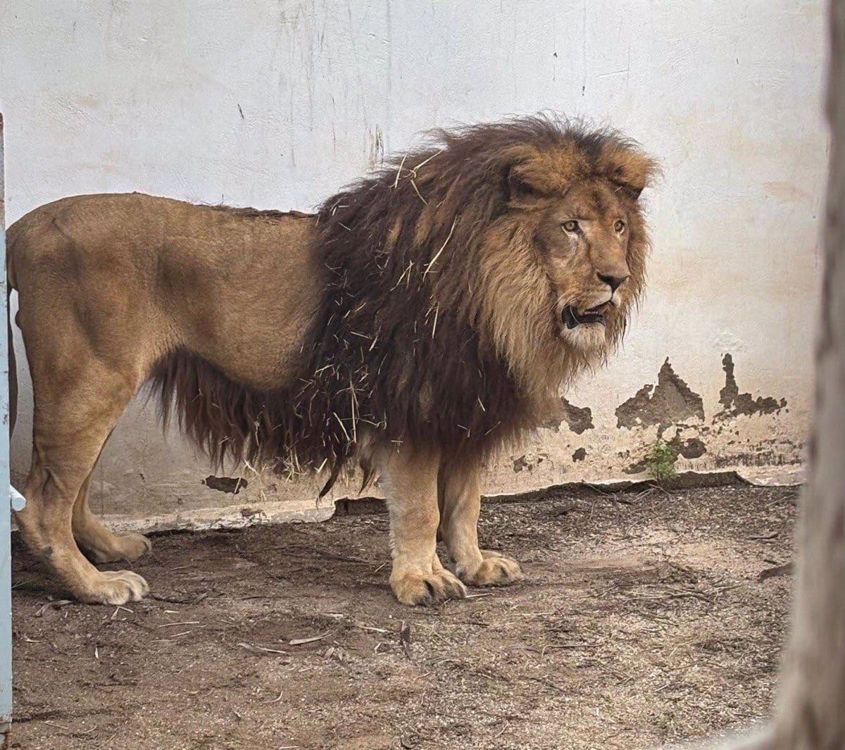 Simba, el león rescatado del Centro de Conservación en Añover de Tajo, encuentra un nuevo hogar tras las inundaciones en Córdoba.
