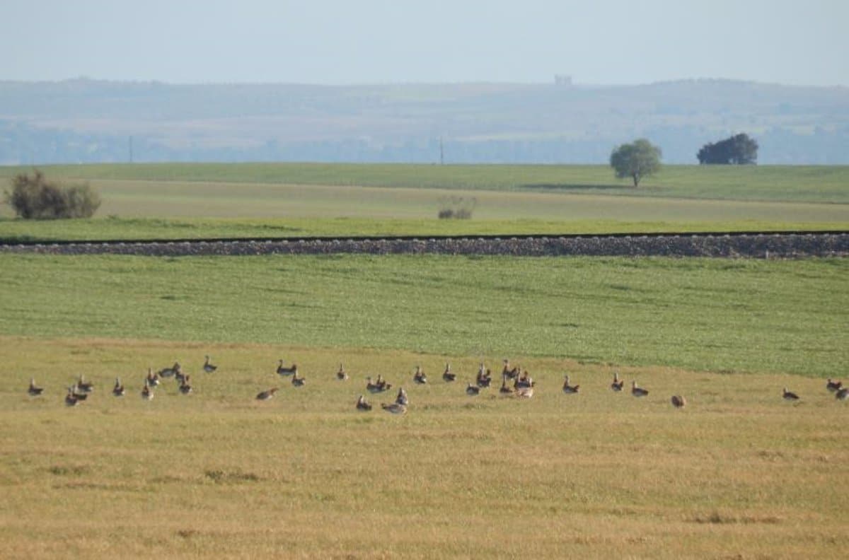Ecologistas advierten sobre serios impactos ambientales en el análisis de la LAV Madrid-Oropesa a partir de sus alegaciones.