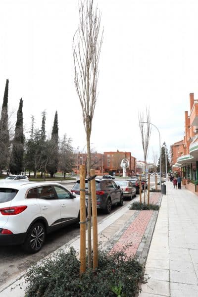El Ayuntamiento planta 362 árboles y 10,355 arbustos en diversos barrios como parte del Plan de Arbolado 2024-2025.