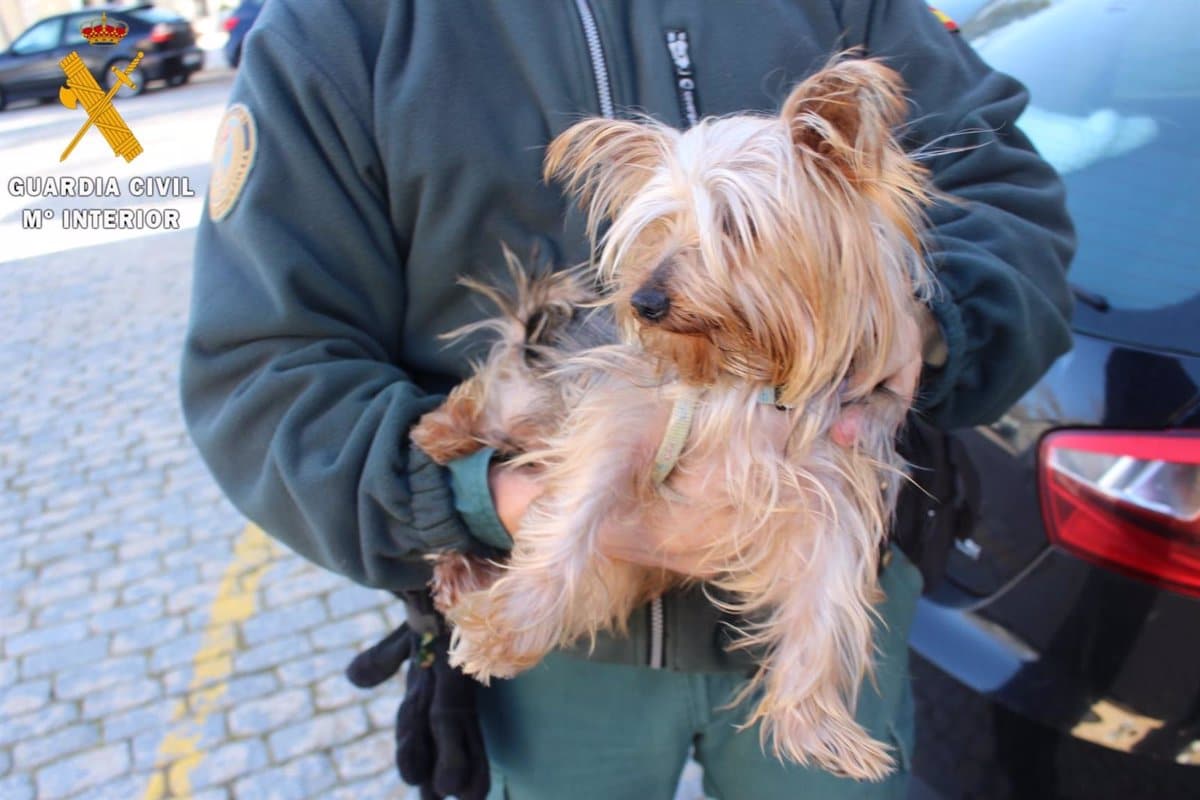 Dos Residentes en Toledo Bajo Investigación por Maltrato Animal y Estafa en la Venta de un Yorkshire Terrier.
