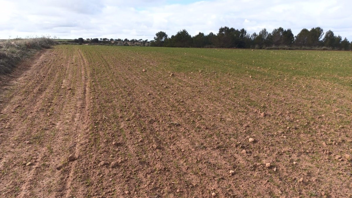 Agricultores de Toledo demandan acciones inmediatas ante los severos daños ocasionados por la proliferación de conejos.