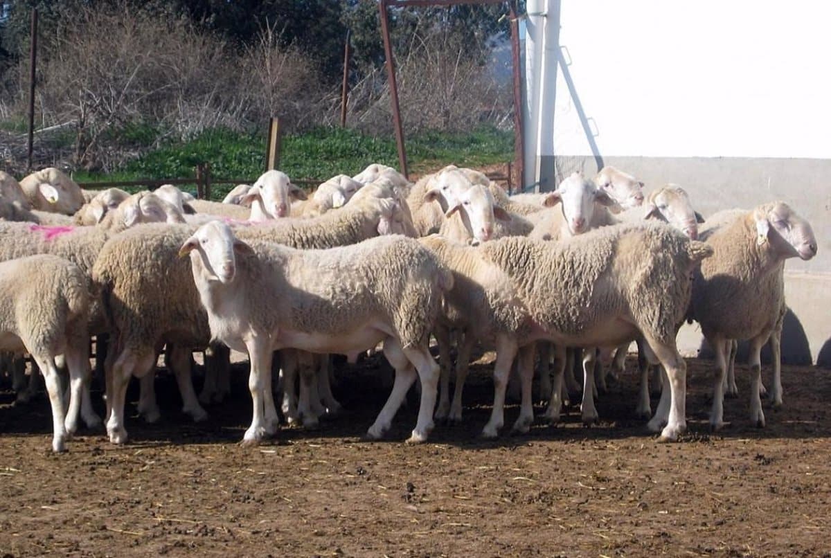 C-LM Anuncia una Ayuda Extraordinaria de 4,6 Millones para Ganaderías Afectadas por el Serotipo 3 de Lengua Azul