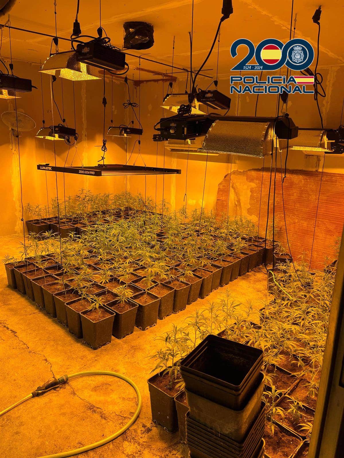 Desmantelan un cultivo de marihuana con más de 1.600 plantas en La Mata, Toledo.