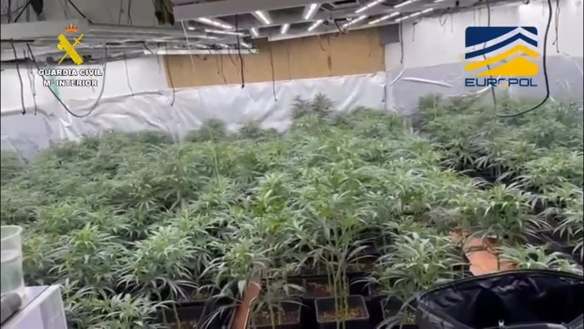 Desmantelada una red de tráfico de drogas: 38 arrestos y 5,5 toneladas enviadas desde España a Europa.