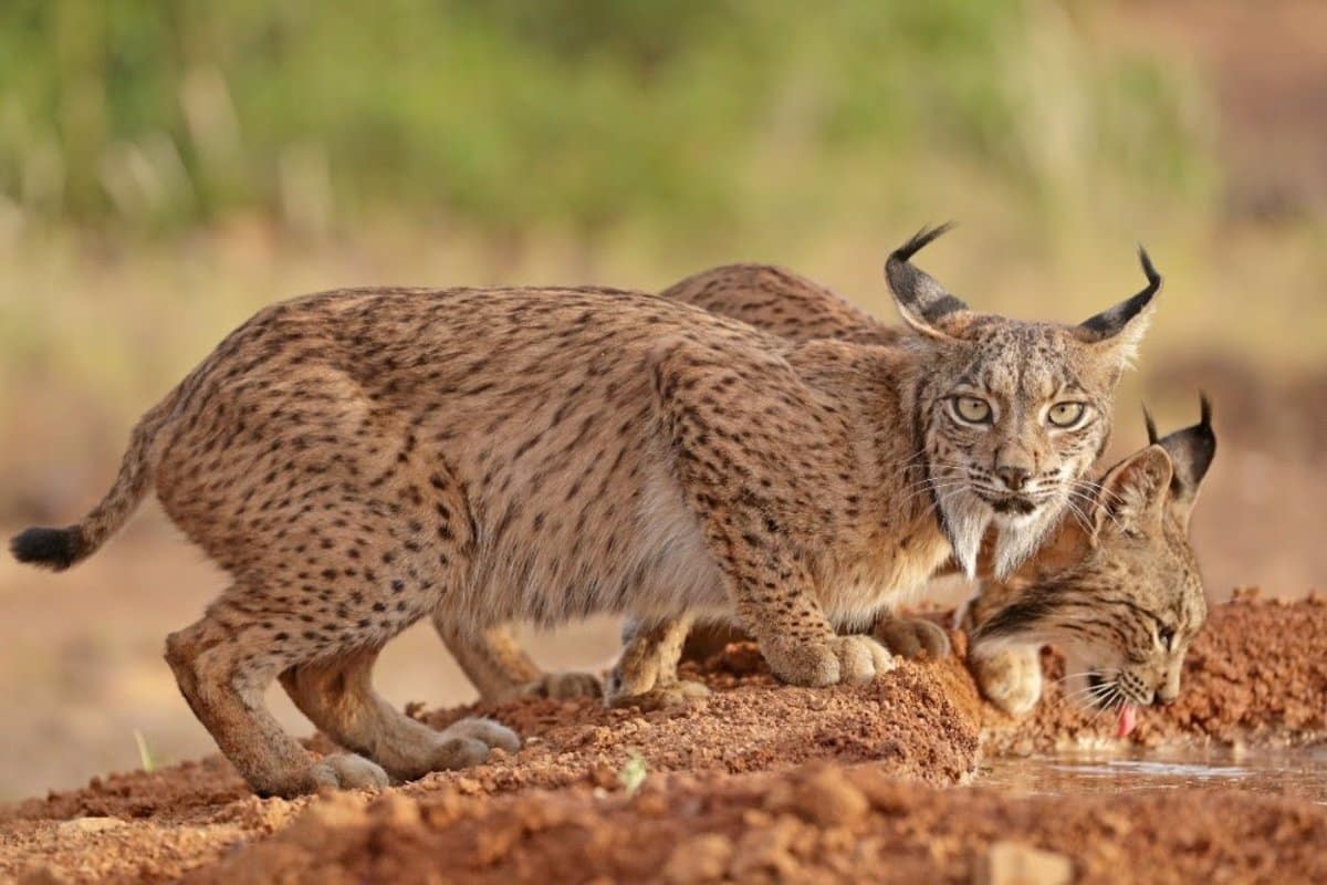 C-LM destaca su liderazgo en el censo del lince, pero todavía no garantiza la protección de la especie.