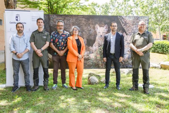 Castilla-La Mancha se afianza como la Comunidad Autónoma con mayor población de linces ibéricos, sumando un total de 942 ejemplares.